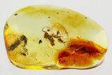 Detailed Fossil Ant (Formicinae) In Baltic Amber #367535-1